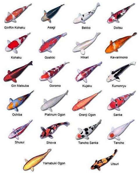 white koi fish|20 Types of Koi Fish Varieties & Colors (With Info & Pictures).